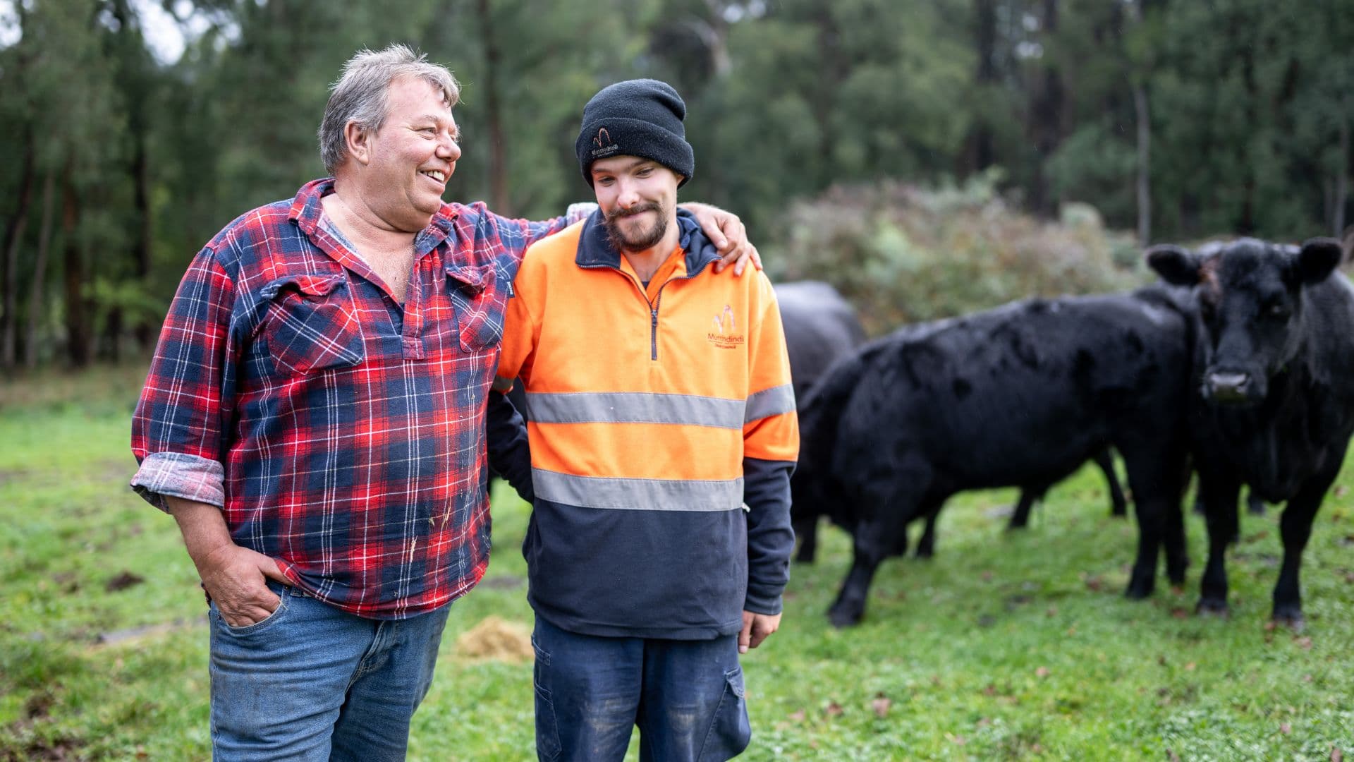 Angus_walking_with_cows