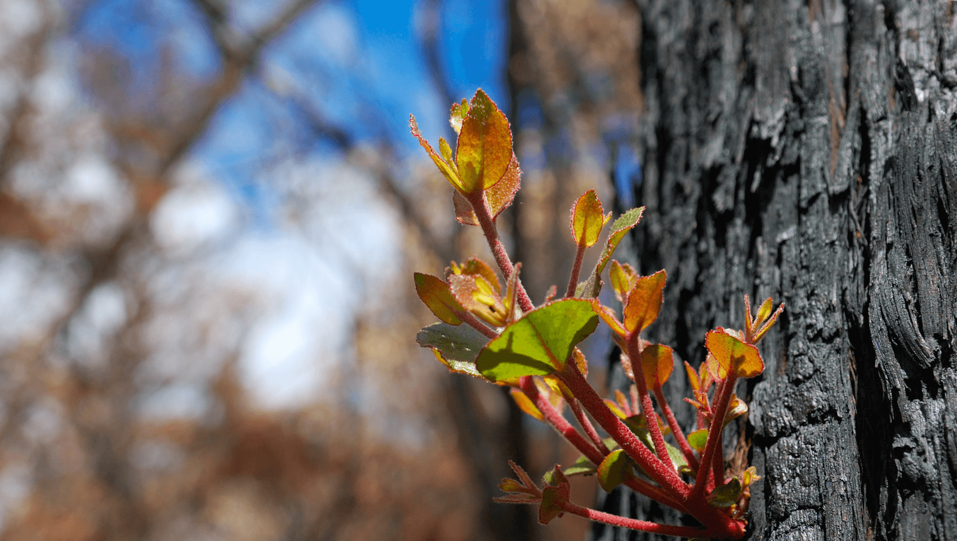 APM Supporting Bushfire Affected Communities